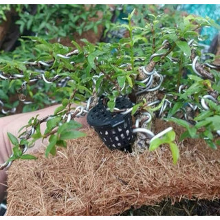 Set 50c Rọ Đựng Phân Tan Chậm
