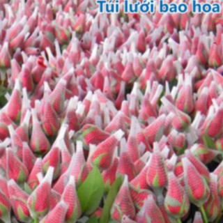 Cuộn 100g Túi Lưới Đựng Phân Dê, Phân Tan Chậm