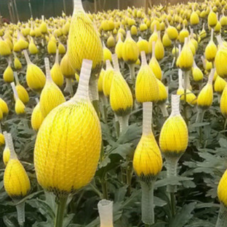 Cuộn 100g Túi Lưới Đựng Phân Dê, Phân Tan Chậm