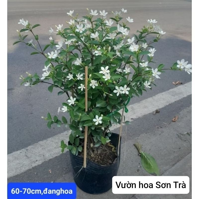 (VHST giao trong ngày) CÂY MAI CHỈ THIÊN trắng.