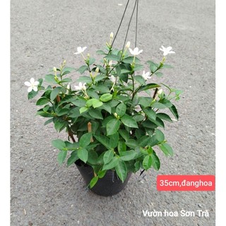 (VHST giao trong ngày) CÂY MAI CHỈ THIÊN trắng, size nhỏ.