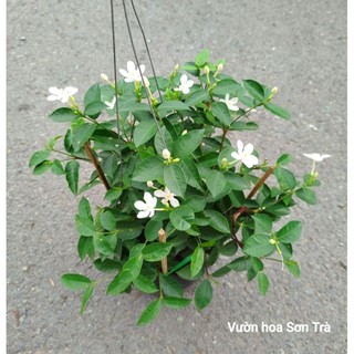 (VHST giao trong ngày) CÂY MAI CHỈ THIÊN trắng, size nhỏ.
