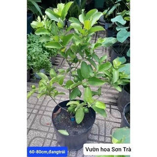 (VHST giao trong ngày) CÂY ỔI LÊ RUỘT ĐỎ đang trái