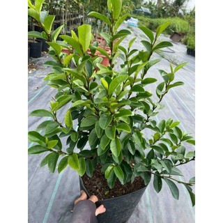 Cây 🌲 Hoa Hàm Tiếu hoa thơm cây đang hoa