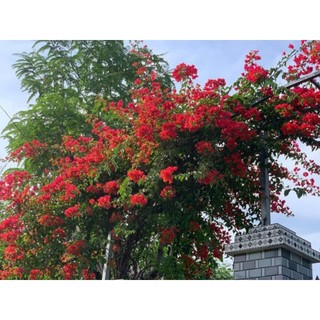 Cây 🌲 Giấy Thái đỏ cờ  ( siêu hoa) Leo cổng