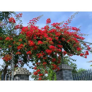 Cây 🌲 Giấy Thái đỏ cờ  ( siêu hoa) Leo cổng