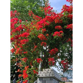 Cây 🌲 Giấy Thái đỏ cờ  ( siêu hoa) Leo cổng