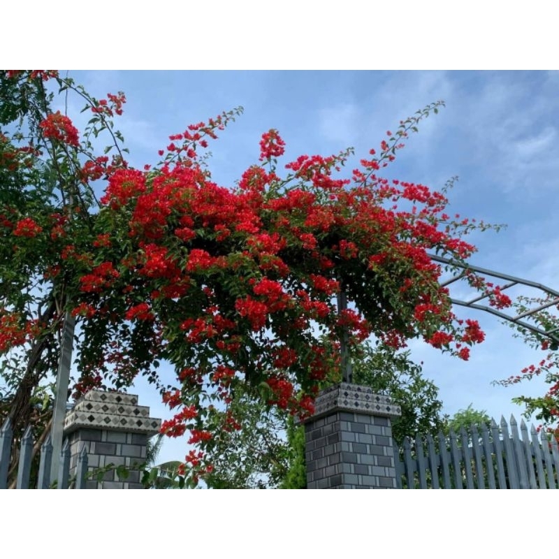 Cây 🌲 Giấy Thái đỏ cờ  ( siêu hoa) Leo cổng