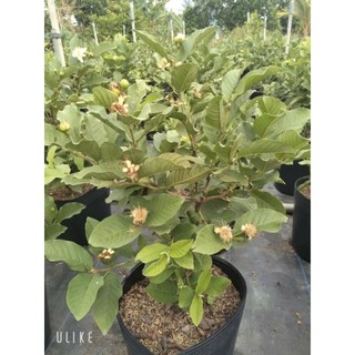 Cây 🌲 Ổi Đài Loan Lê ( cây to ... đang trái)