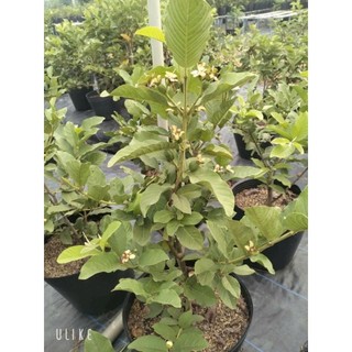 Cây 🌲 Ổi Đài Loan Lê ( cây to ... đang trái)