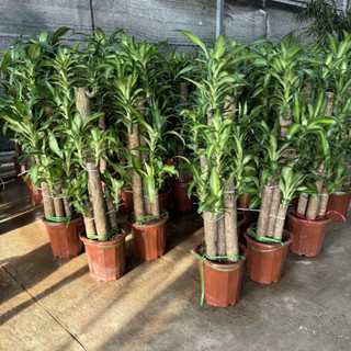 Cây THIẾT MỘC LAN size to 1m, 5 thân mầm khỏe xanh đẹp