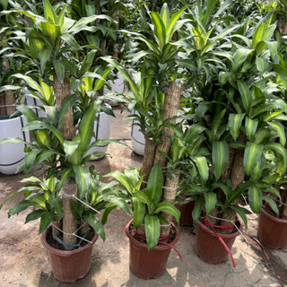Cây THIẾT MỘC LAN size to 1m, 5 thân mầm khỏe xanh đẹp