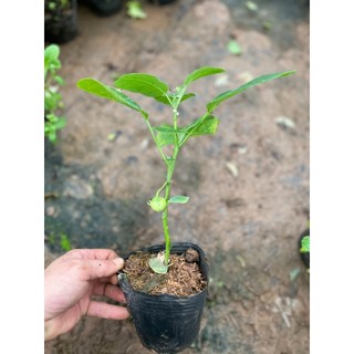 Cây CÀ PHÁO giống ăn quả, bầu rễ rễ khỏe, cây đã có thể ra hoa đậu quả (Chỉ giao miền Bắc+Bắc miền Trung)