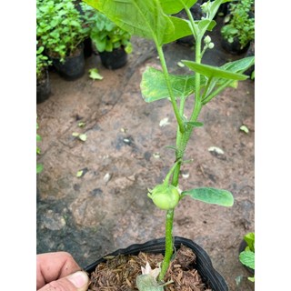 Cây CÀ PHÁO giống ăn quả, bầu rễ rễ khỏe, cây đã có thể ra hoa đậu quả (Chỉ giao miền Bắc+Bắc miền Trung)