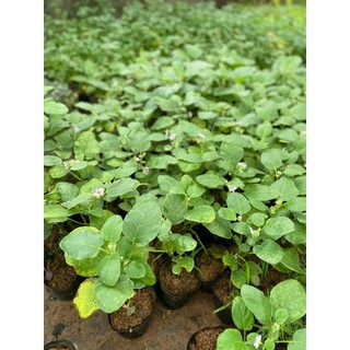 Cây CÀ PHÁO giống ăn quả, bầu rễ rễ khỏe, cây đã có thể ra hoa đậu quả (Chỉ giao miền Bắc+Bắc miền Trung)