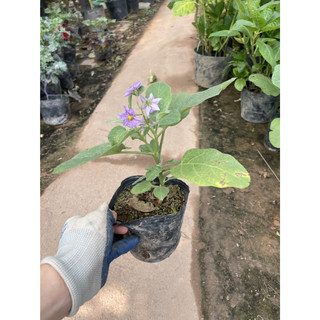 Cây CÀ PHÁO giống ăn quả, bầu rễ rễ khỏe, cây đã có thể ra hoa đậu quả (Chỉ giao miền Bắc+Bắc miền Trung)