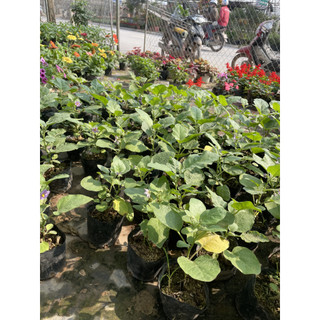 Cây CÀ PHÁO giống ăn quả, bầu rễ rễ khỏe, cây đã có thể ra hoa đậu quả (Chỉ giao miền Bắc+Bắc miền Trung)