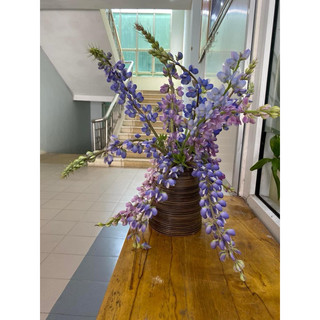 Đậu lupin 50k/350 hạt