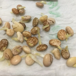 Đậu lupin 50k/350 hạt