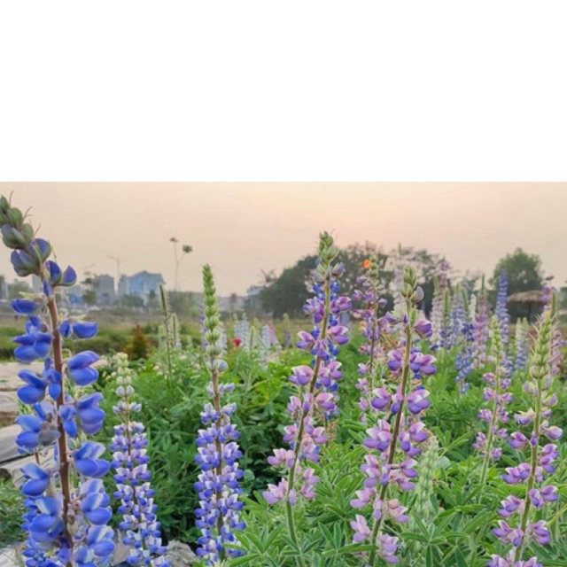 Đậu lupin 50k/350 hạt