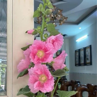 Mãn đình hồng miĩ màu 100gram ( 1 lạng)