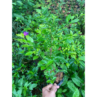 Cây chuỗi ngọc hoa tím