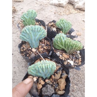 Xương Rồng Mytilo Crest