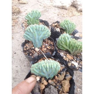 Xương Rồng Mytilo Crest