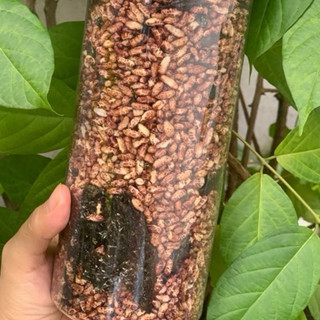 ❌❌GẠO LỨT SẤY RONG BIỂN❌❌