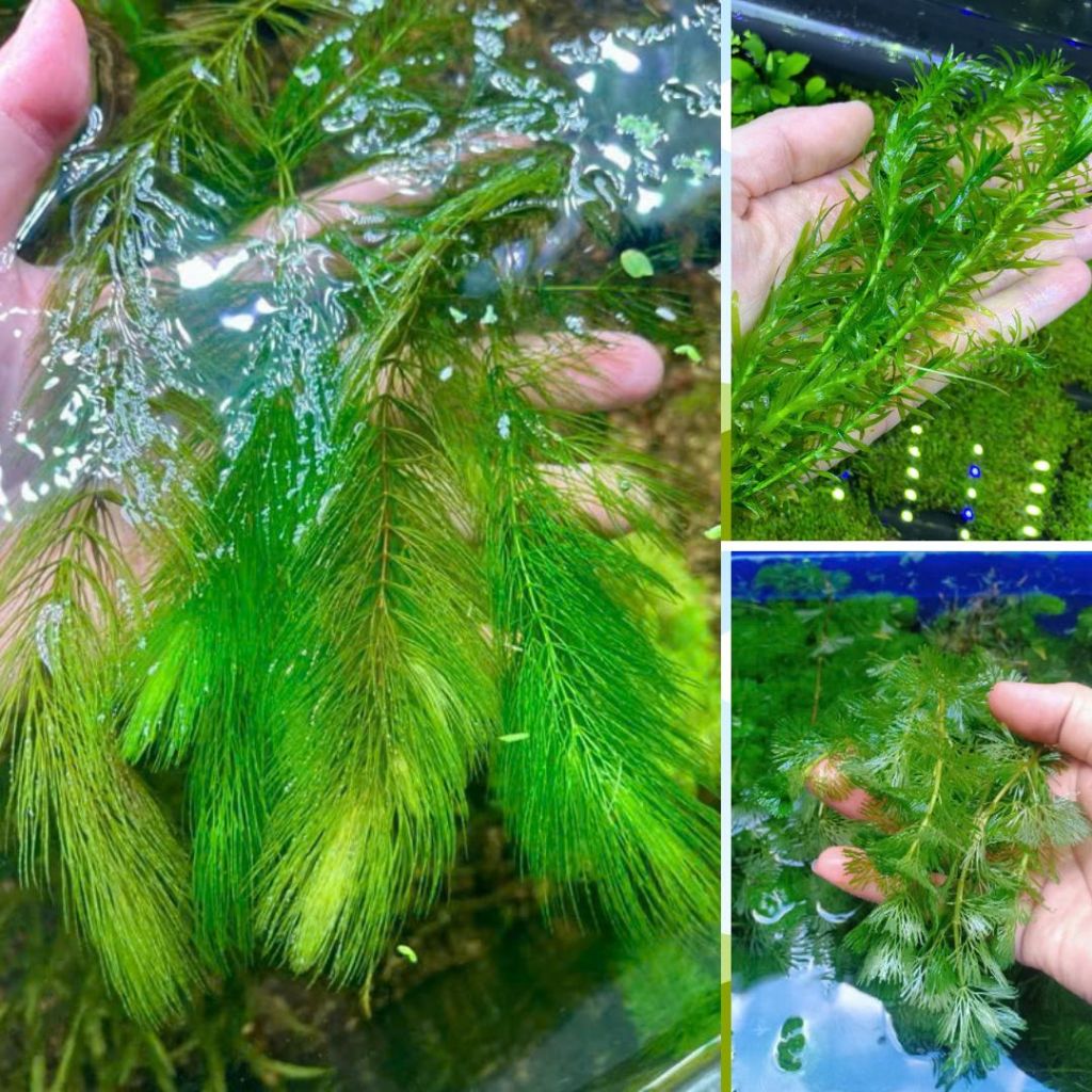 [Hà Nội] Rong thả bể thủy sinh giúp lọc nước, chắn gió lạnh, trang trí bể cá (chỉ giao miền Bắc)