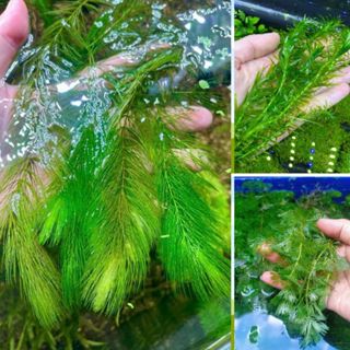 [Hà Nội] Rong thả bể thủy sinh giúp lọc nước, chắn gió lạnh, trang trí bể cá (chỉ giao miền Bắc)
