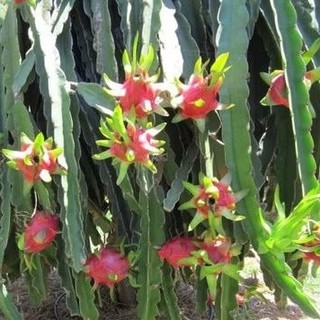 PHÂN BÓN VINAXANH 2 TƯỚI GỐC