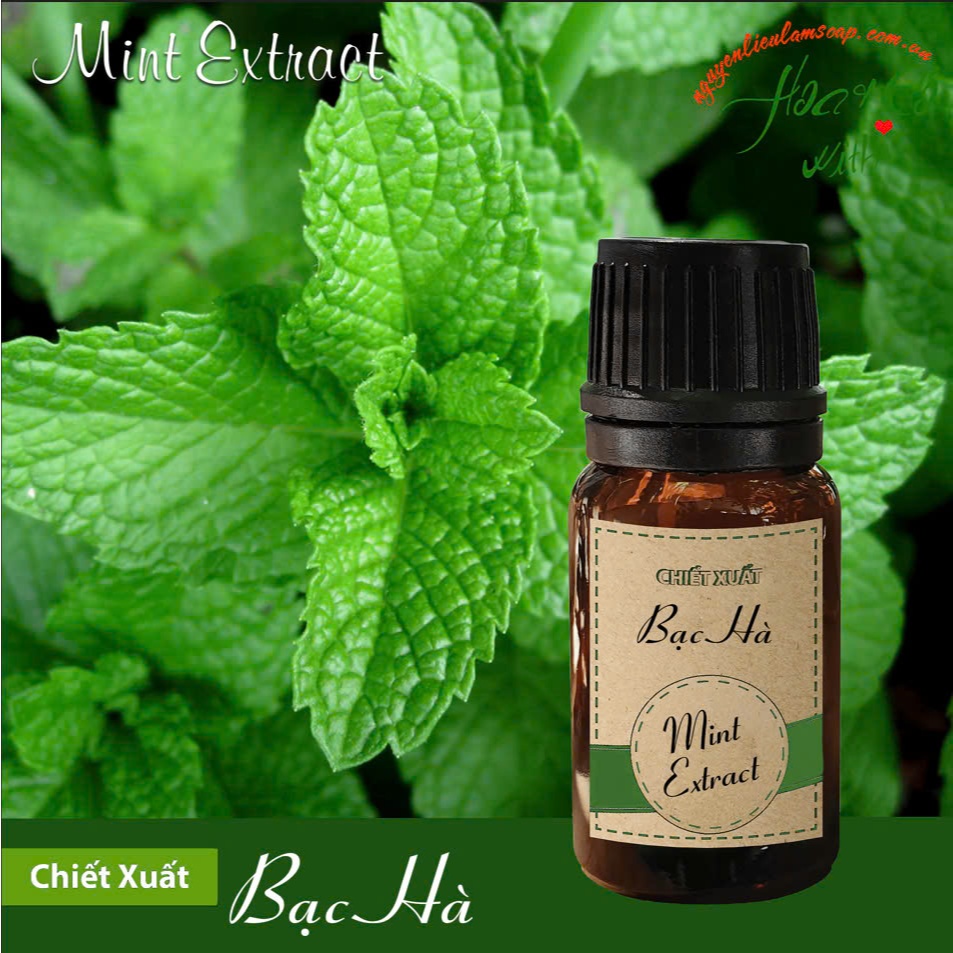 Chiết Xuất Bạc Hà ( Mint Extract )