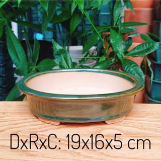 Chậu trồng Cây Bầu Dục Lớn Trồng cây nội Thất, Cây Bonsai, cây mai, cây hoa kiểng