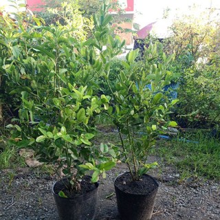 Cây siro lớn chuẩn giống , cây trồng làm cảnh bonsai rất đẹp