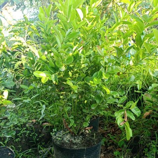 Cây siro lớn chuẩn giống , cây trồng làm cảnh bonsai rất đẹp