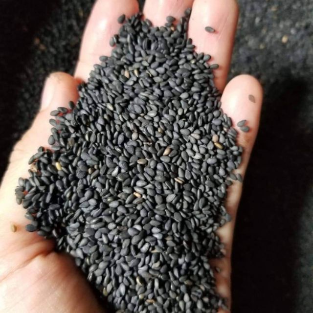 [SỈ] 10KG Mè đen (Vừng đen) Sạch _ NONGSANGIASI _ mè đen giá sỉ _ mè đen giá rẻ _ _ mè việt giá sỉ