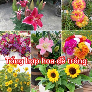 Hạt Giống Hoa Dễ Trồng, Mười Giờ Kép, Hướng Dương ..vv