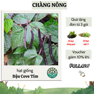 Hạt giống đậu cove tím cao sản (3 gram) - chịu nhiệt tốt, năng suất cao