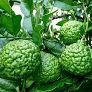 CÂY GIỐNG CHANH CHÚC  THÁI(chanh não người)