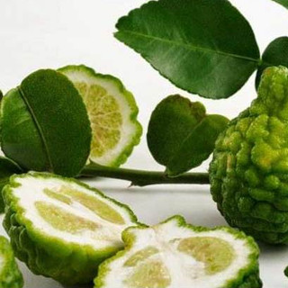 CÂY GIỐNG CHANH CHÚC  THÁI(chanh não người)