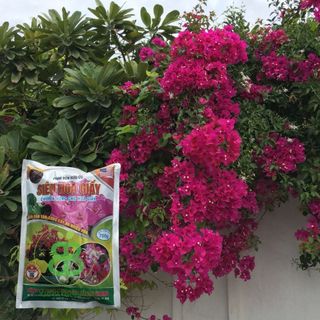 Phân Bón Hữu Cơ Siêu Hoa Giấy VUONBABYLON, Giúp Cứng Cây, Ra Nhiều Hoa, Lâu Tàn, Màu Rực Rỡ - Gói 700G
