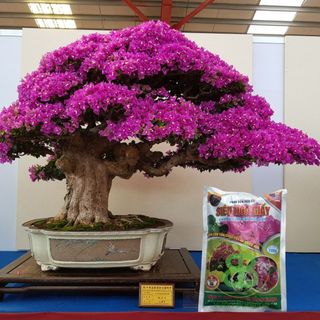 Phân Bón Hữu Cơ Siêu Hoa Giấy VUONBABYLON, Giúp Cứng Cây, Ra Nhiều Hoa, Lâu Tàn, Màu Rực Rỡ - Gói 700G