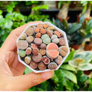 (FREESHIP) SEN THẠCH LAN, SEN ĐÁ  MÔNG SIÊU CUTE, LITHOPS NHIỀU MÀU SẮC