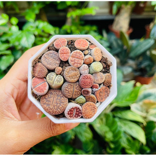 (FREESHIP) SEN THẠCH LAN, SEN ĐÁ  MÔNG SIÊU CUTE, LITHOPS NHIỀU MÀU SẮC