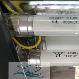 ĐÈN ODYSSEA DUAL PRO T5HO 60CM cho bể cá cảnh thủy sinh