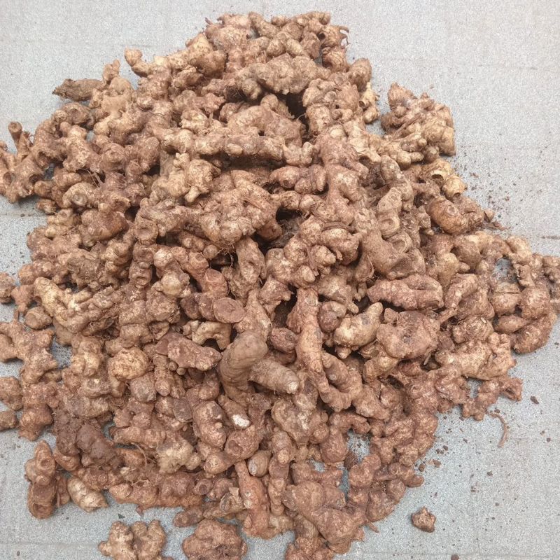 Củ Gừng Gió tươi 1kg