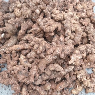 Củ Gừng Gió tươi 1kg