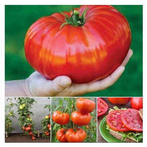 TẶNG VIÊN ƯƠM Hạt giống cà chua siêu to khổng lồ