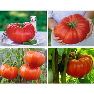 TẶNG VIÊN ƯƠM Hạt giống cà chua siêu to khổng lồ